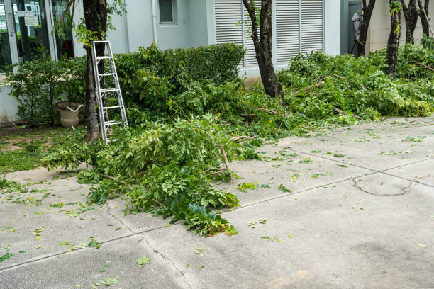 Emergency Storm Tree Removal in Mountain View, NC